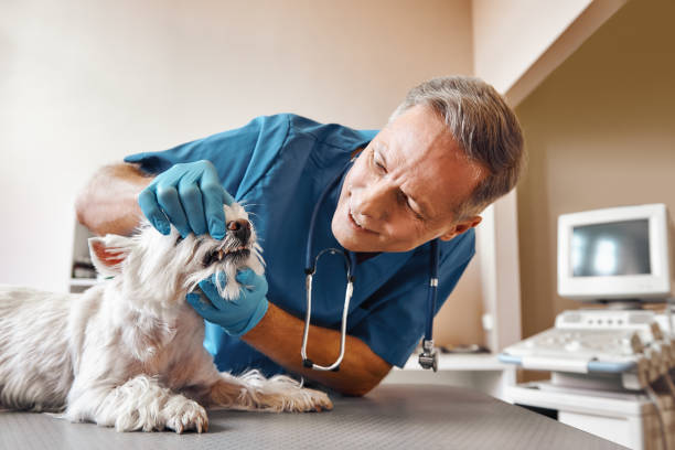 Best Urgent Dental Care  in Difficult Run, VA